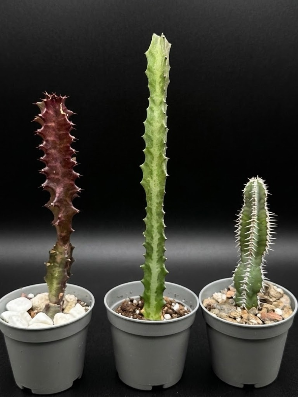 Set of 3 Euphorbias starter Trigona Rubra, Elkhorn, Polyacantha